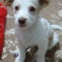 واگذاری سگ|سگ|قرچک, شهرک الحدید|دیوار