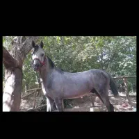 اسب عرب مصری ابرش