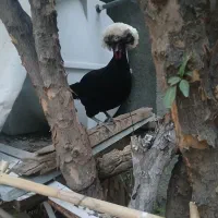 فروش دو عدد مرغ لهستانی