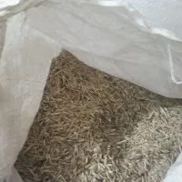 جو شش پر
