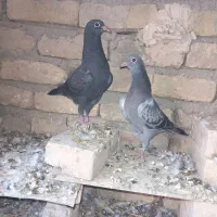 کبوتر جوجه|پرنده|قوچان, |دیوار