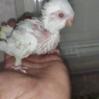 طوطی راهب البینو سفید چشم قرمز