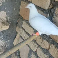 کفتر صید|پرنده|مشهد, همت آباد|دیوار