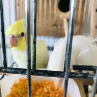 عروس هلندی|پرنده|مهاباد (آذربایجان غربی), |دیوار