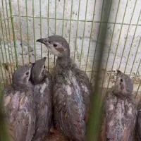 جوجه بلدرچین