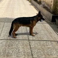 فروش سگ نر ژرمن شولاین اصیل یک ساله|سگ|نجف‌آباد, شهرک صنعتی نجف آباد|دیوار