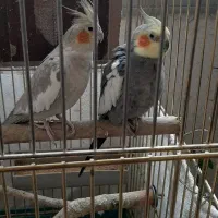 عروس هلندی جفت