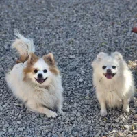 پامر خرسی عروسکی روباهی پامرانین