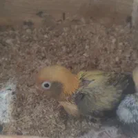 سرلاکی برزیلی پاربلو و یووینگ گلد و راهب|پرنده|سوسنگرد, |دیوار