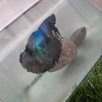 دو. جفت فاتیر مولد