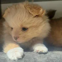 واگذاری توله ۲ ماهه