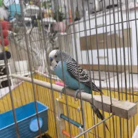 مرغ عشق نر کار داده مست زیر قیمـ ــت|پرنده|مشهد, هدایت|دیوار