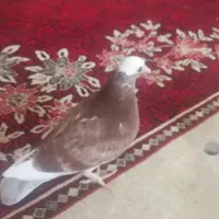مجسمه پرنده کبوتر