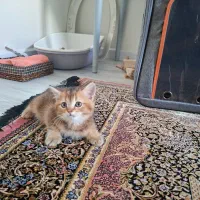 واگذاری گربه بریتیش