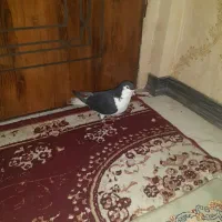 ساده بشرت هوا وجوفتگاه کفتر به شرت|پرنده|مشهد, فدک|دیوار