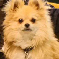 سگ پامر عروسکی