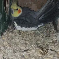 ۱جفت عروس هلندی