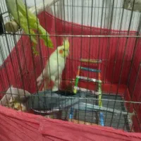 عروس هلندی آهویی و لوتینو