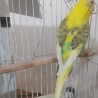 مرغ عشق