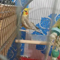 عروس هلندی آهویی مولد