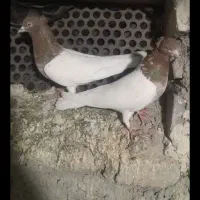 نر سر الماسی