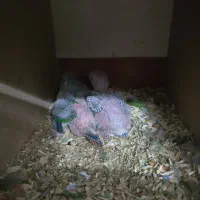 گرینچیک مولد دستی روی جوجه دبل رد یلوساید|پرنده|اصفهان, شاه پسند|دیوار