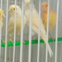 قناری ماده