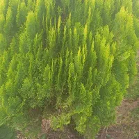 گل وگیاه|گل و گیاه طبیعی|کلاچای, |دیوار