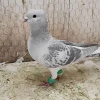 نرساده مگسی|پرنده|فرح دشت, |دیوار