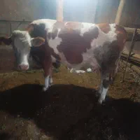 گاو شکم سوم با گوساله نر|حیوانات مزرعه|کشاورز, |دیوار