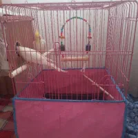 یک جفت عروس هلندی با قفس