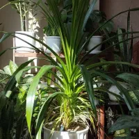 گل طبیعی (پاندانوس)