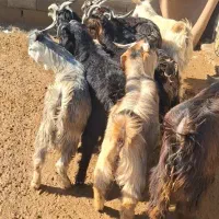 فروش .بزغاله. نرداشتی