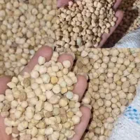 نخود درجه یک