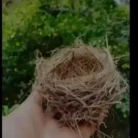 عالی