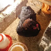 مرغ کرچ به همراه جوجه