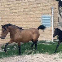 مادیان‌کرد با کره سه ماهه دو سر کرد