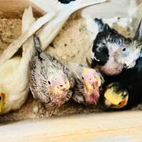 فروش عروس هلندی