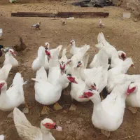 فروش تخم نطفه دار اردک روسی