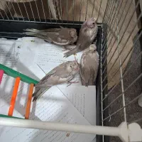 جوجه عروس هلندی