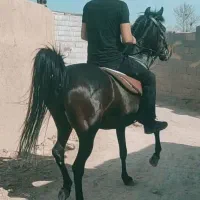 اسب استثنایی بی نظیر