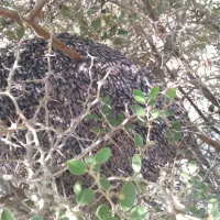 عسل رکو اصل|خوردنی و آشامیدنی|جیرفت, |دیوار