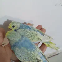 مرغ عشق|پرنده|بندر ماهشهر, |دیوار