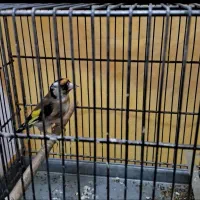 سهره  جوجه قفس