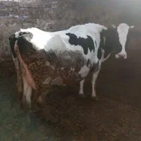 گاو|حیوانات مزرعه|نیشابور, فضل|دیوار