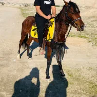 اسب مادیون|اسب و تجهیزات اسب‌سواری|برازجان, |دیوار