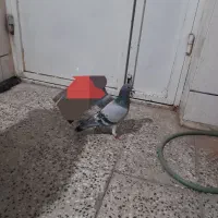 پلاکی‌نر|حیوانات|لنجان, |دیوار