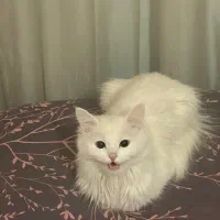 گربه برای جفت گیری