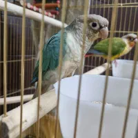 گرینچیک|پرنده|تهران, شیخ هادی|دیوار