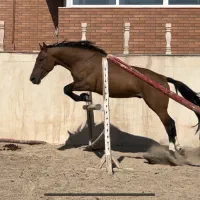 نریان یکسر پرشی ،مادیان دوخون، مادیان ترکمن ابستن